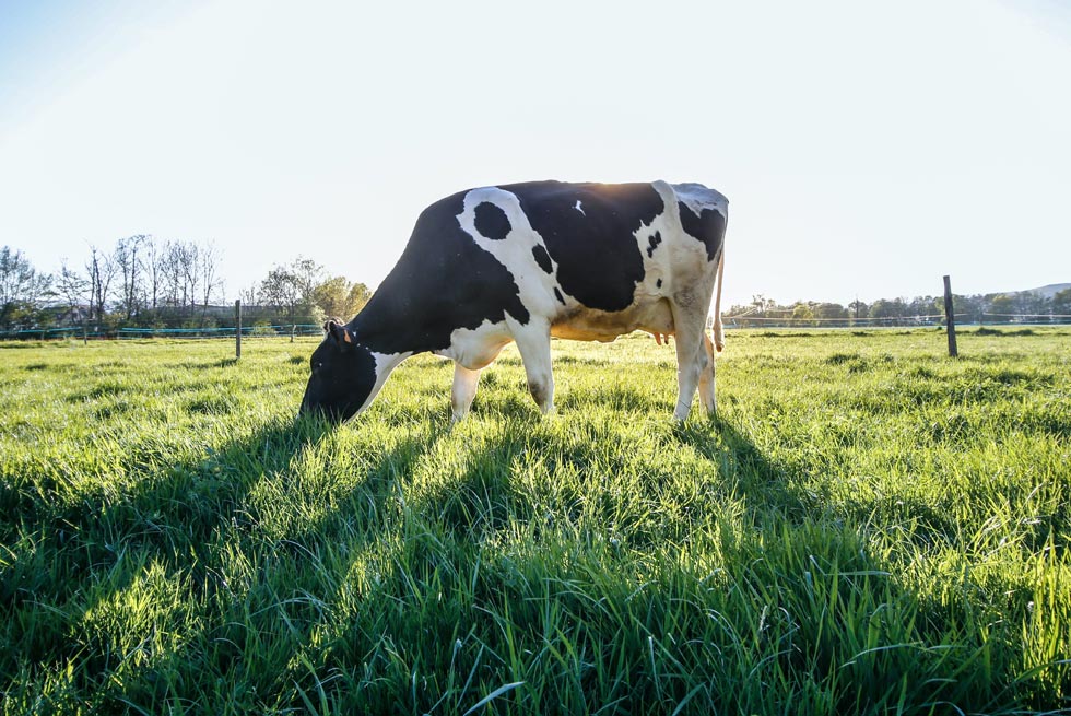 Eden Farm Supplies - Dairy Hygiene